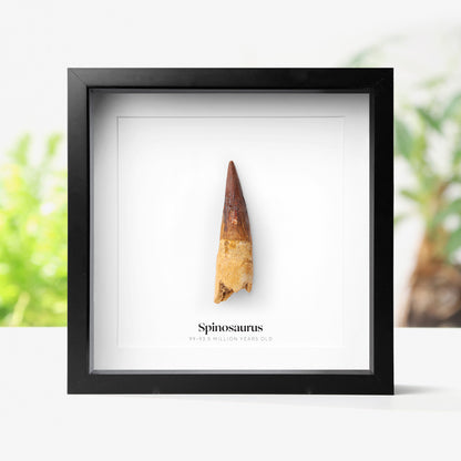 Spinosaurus Tooth