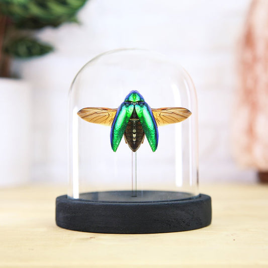Sternocera Jewel Beetle