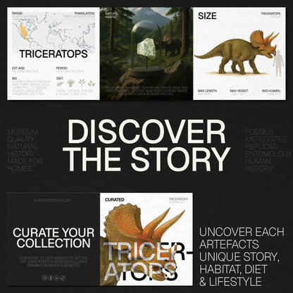 Triceratops Bone