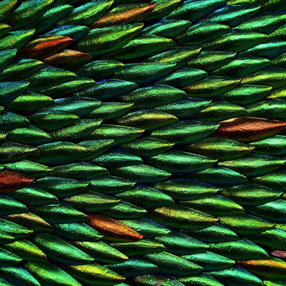 Zeleney Metamorphosis  Elytra Beetle Wing Mosaic
