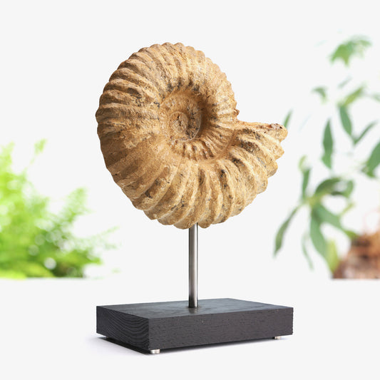 Large Mantelliceras Ammonite