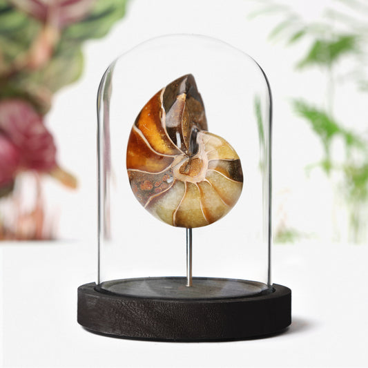 Nautilus Ammonite