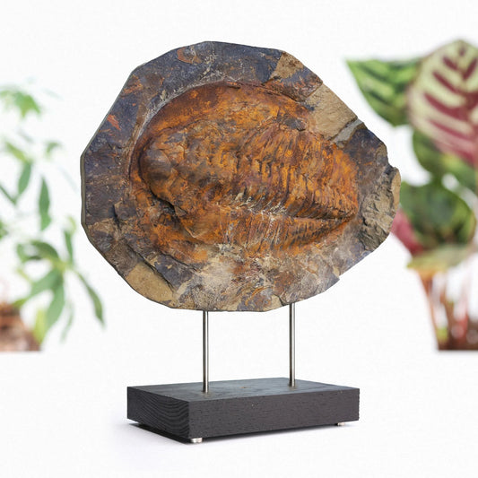 XL Trilobite