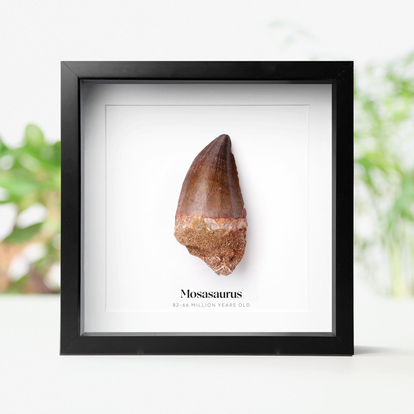 Mosasaurus Tooth