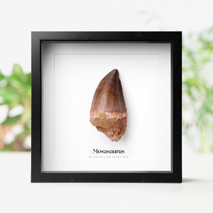 Mosasaurus Tooth
