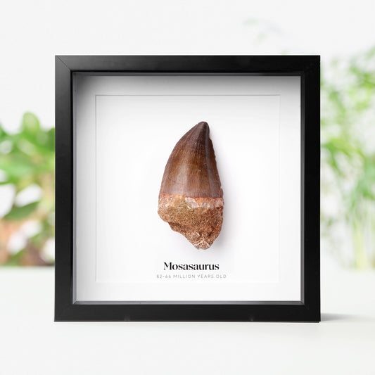 Mosasaurus Tooth