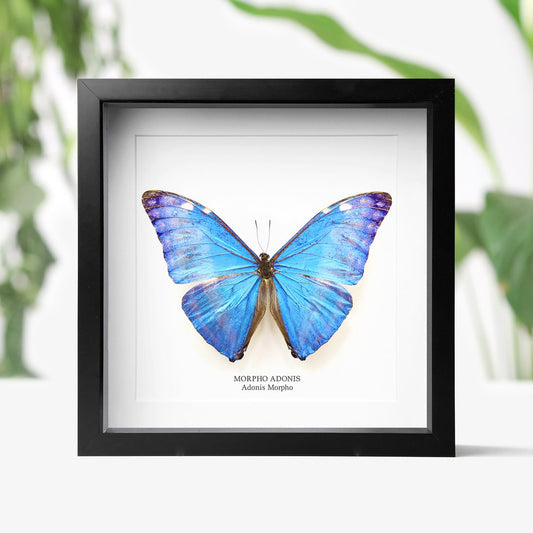 Adonis Morpho