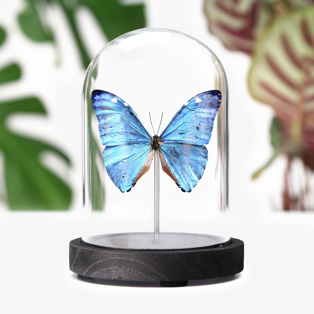 Adonis Morpho
