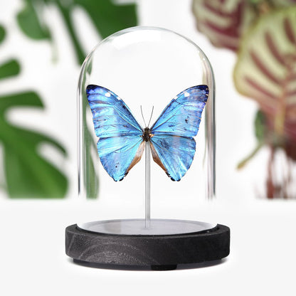 Adonis Morpho