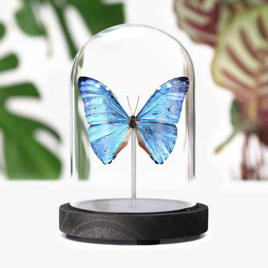 Adonis Morpho