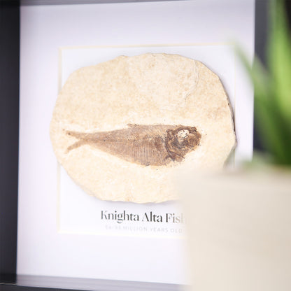 Knightia Alta Fish