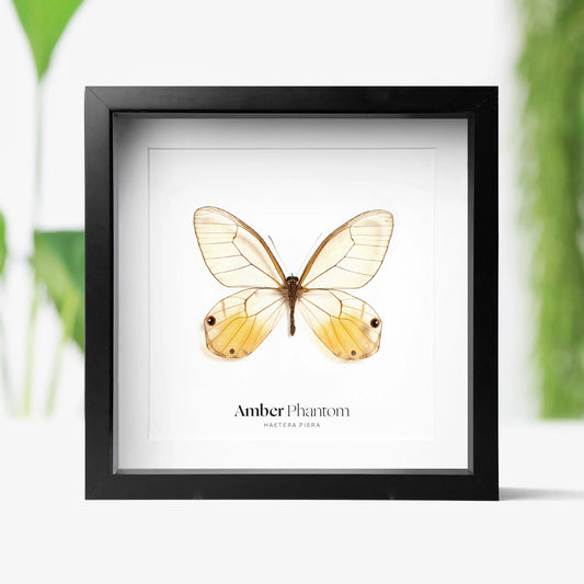 Amber Phantom