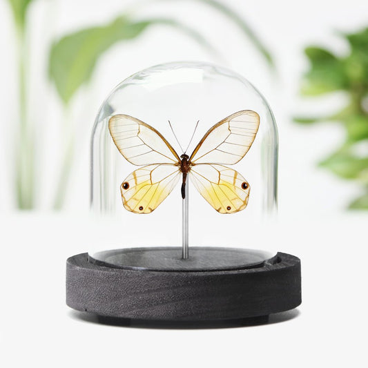 Amber Phantom