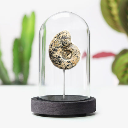 Metalegoceras Ammonite