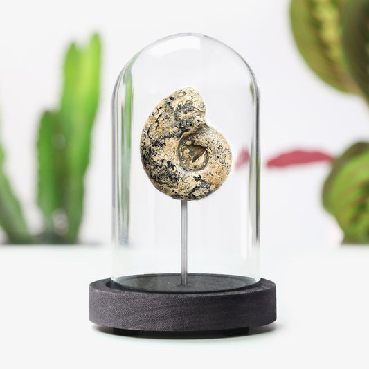 Metalegoceras Ammonite
