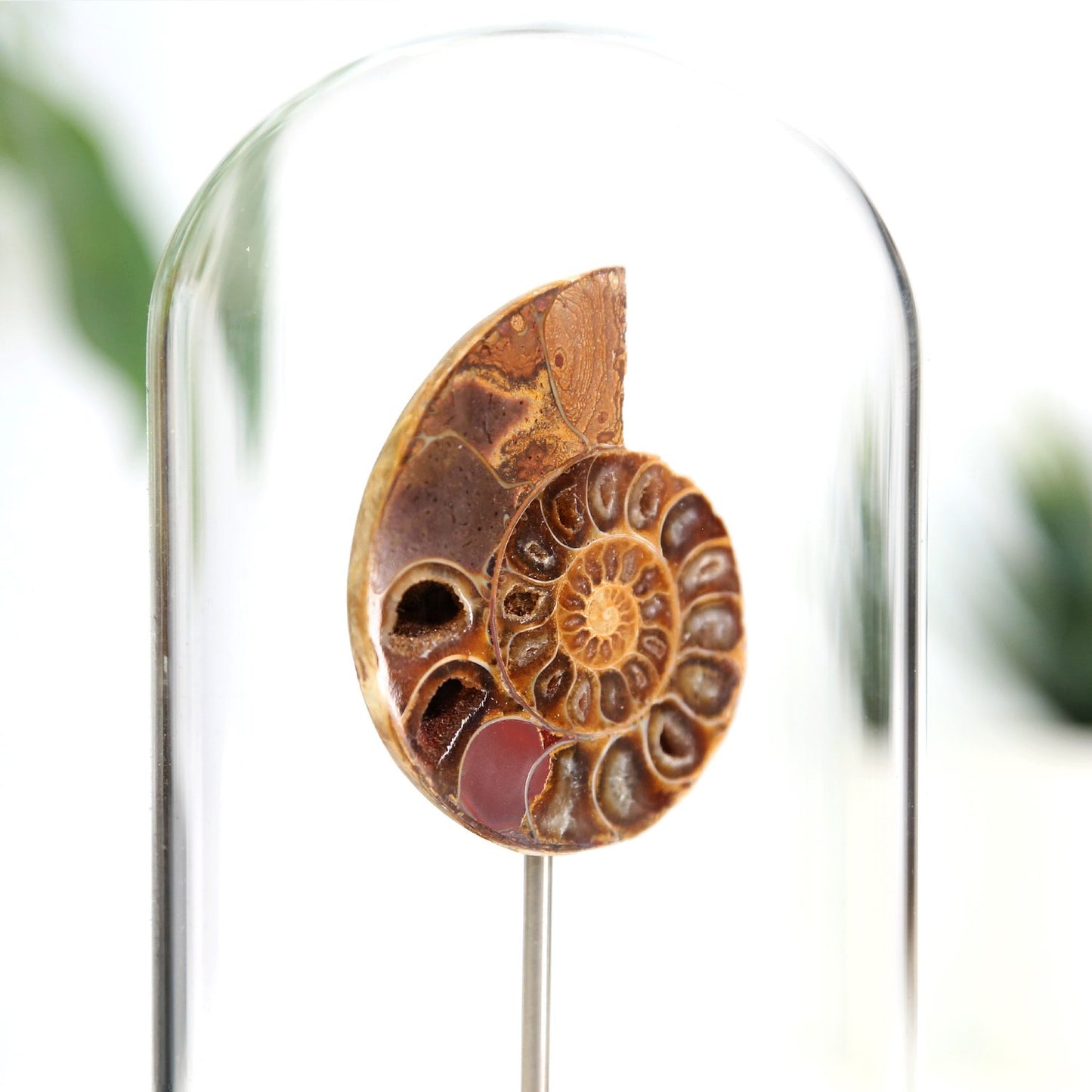 Madagascan Ammonite