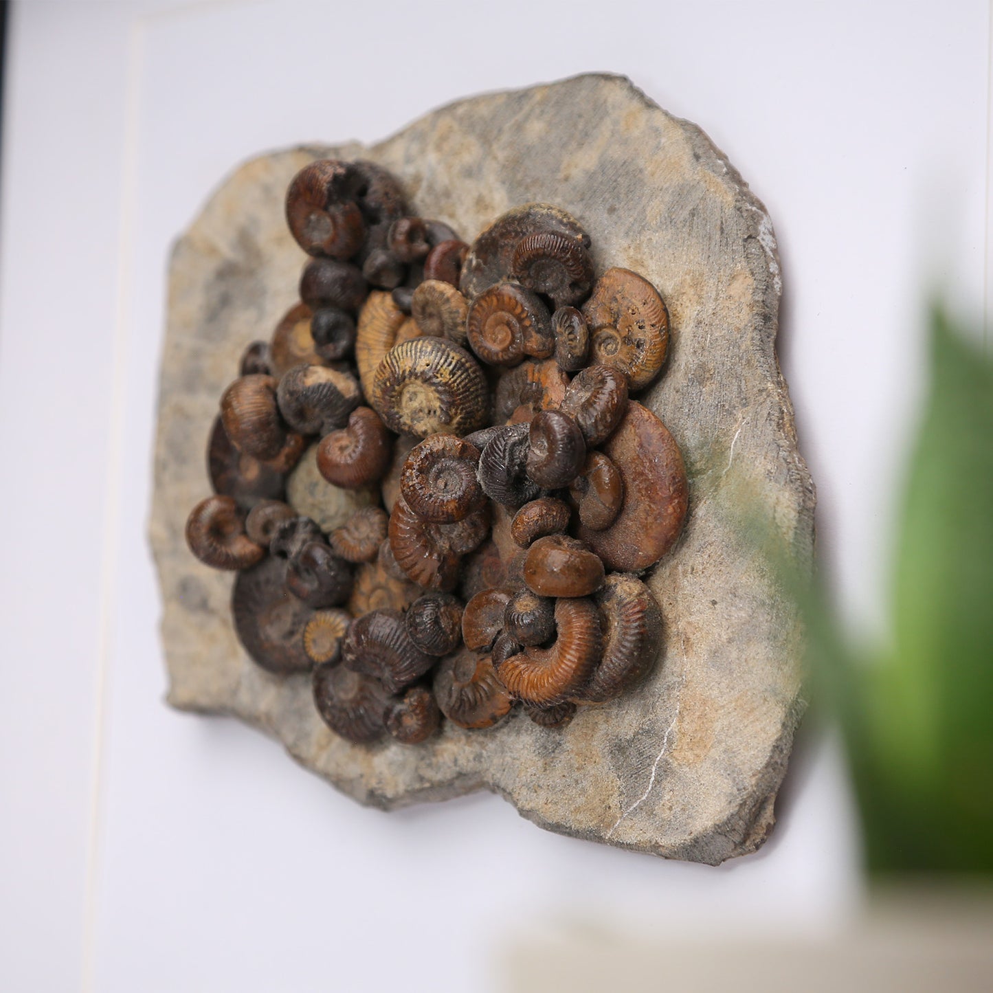 Hematite Ammonites