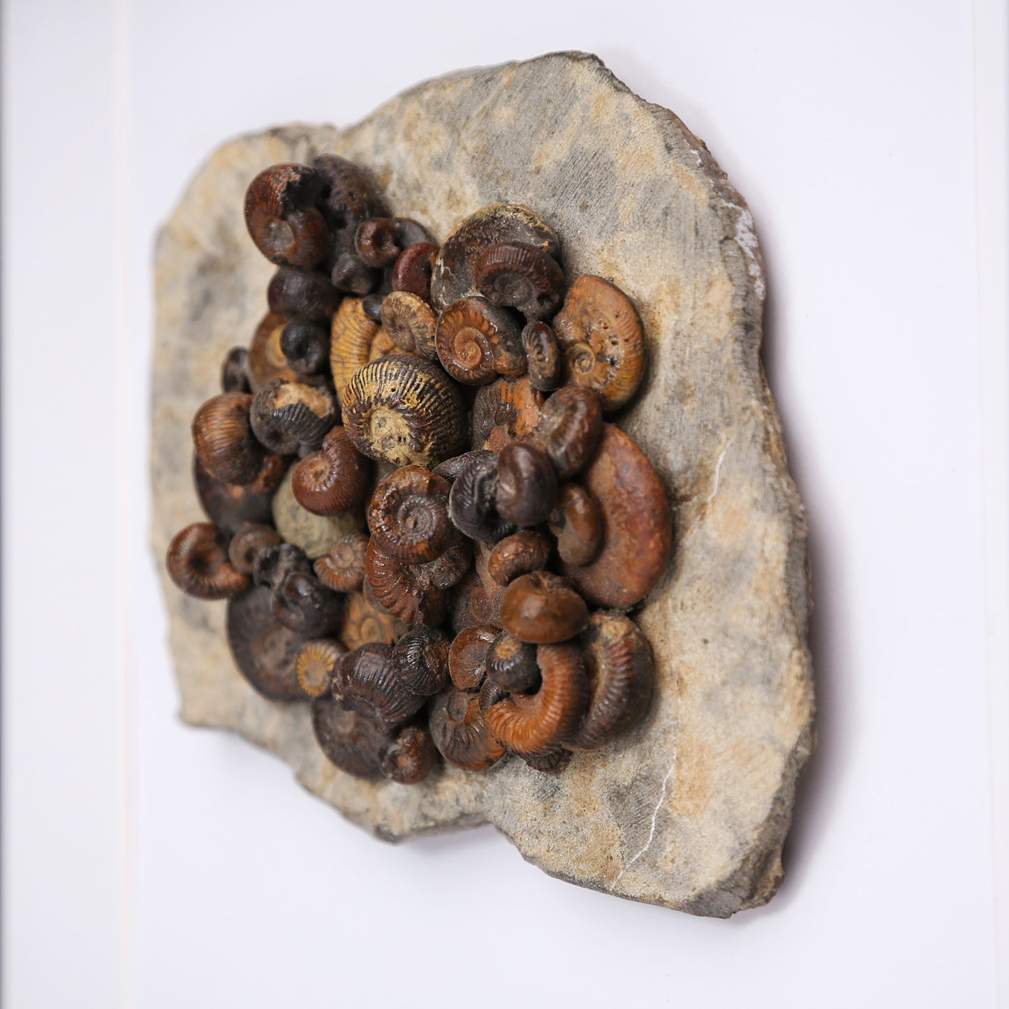Hematite Ammonites