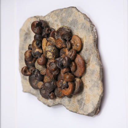 Hematite Ammonites