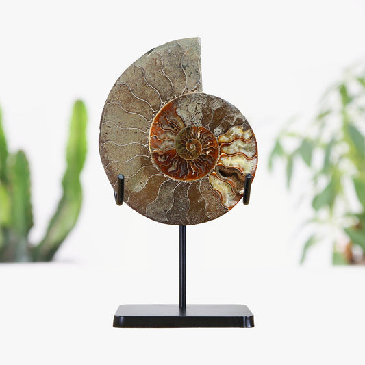 Giant Madagascan Ammonite