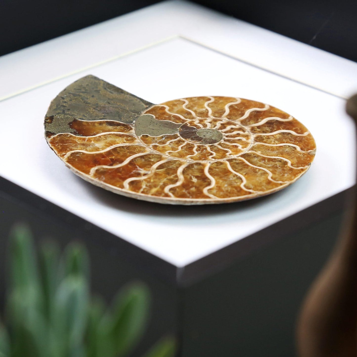 Polished Large Madagascan Ammonite