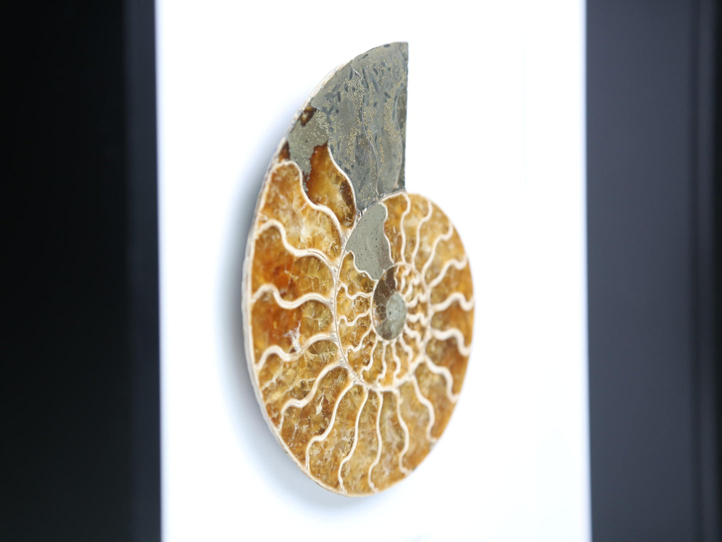 Polished Large Madagascan Ammonite