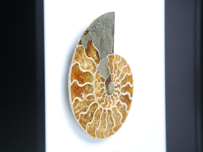 Polished Large Madagascan Ammonite