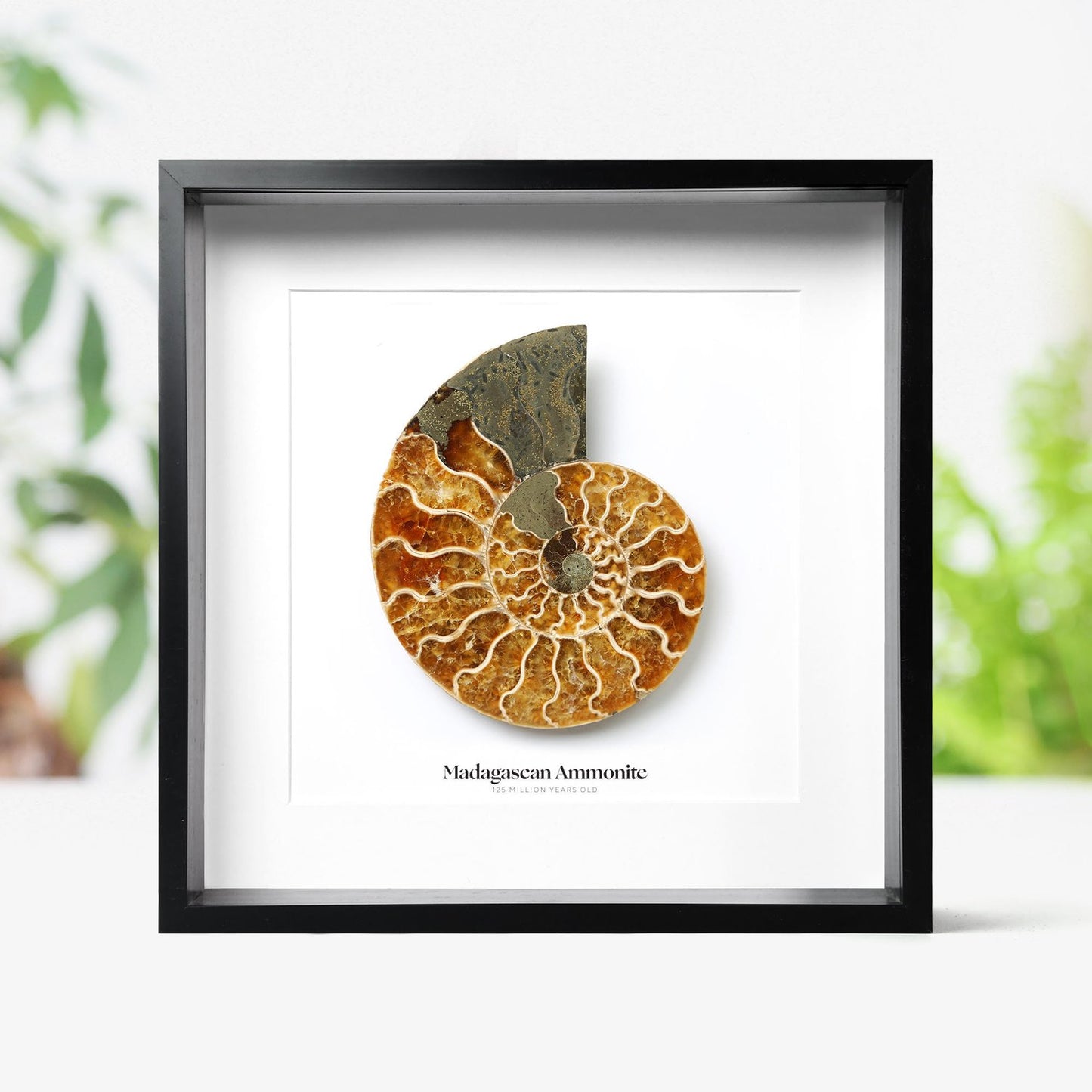 Polished Large Madagascan Ammonite