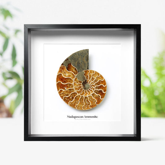 Polished Large Madagascan Ammonite