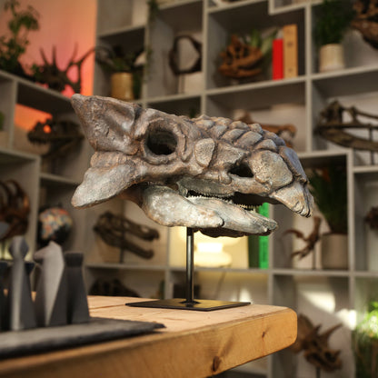 Ankylosaurus