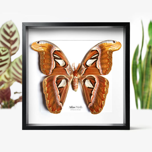 Atlas Moth