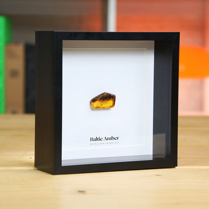 Prehistoric Insects In Baltic Amber