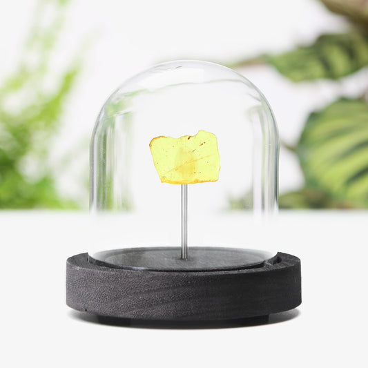 Insect in Baltic Amber