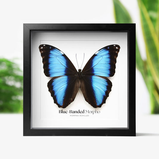Blue-Banded Morpho