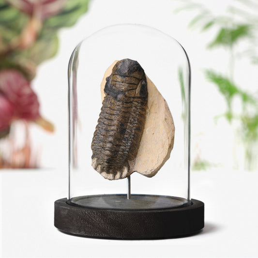 Beckidops Trilobite
