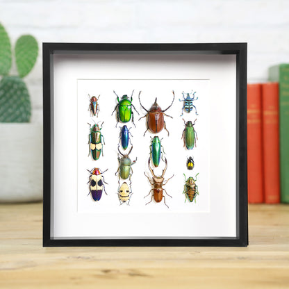 Beetle Collection