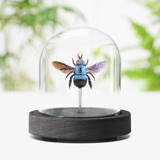 Blue Carpenter Bee