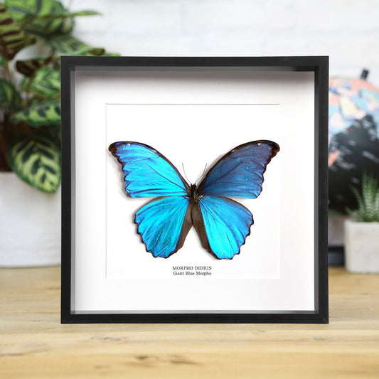 Giant Blue Morpho