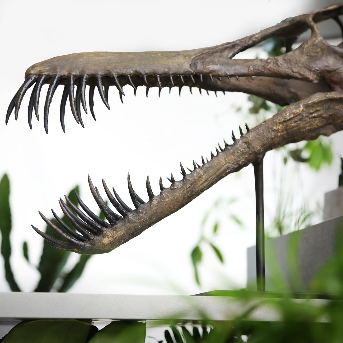 Boreopterus