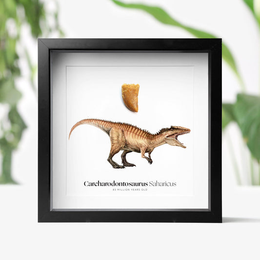 Carcharodontosaurus Tooth