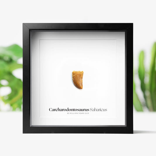 Carcharodontosaurus Tooth
