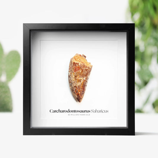 Carcharodontosaurus Tooth