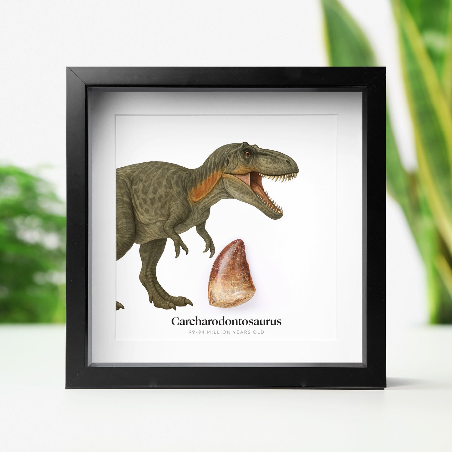 Carcharodontosaurus Tooth