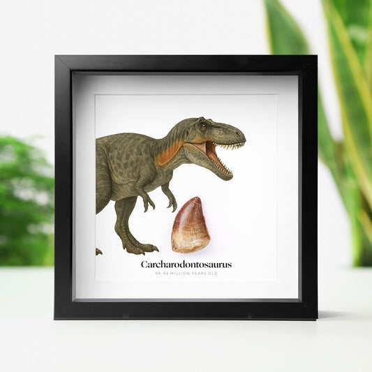 Carcharodontosaurus Tooth