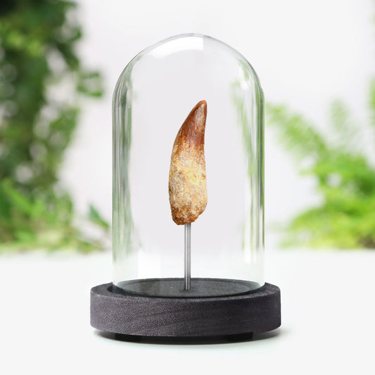 Carcharodontosaurus Tooth