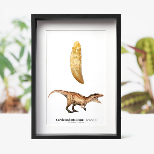 Carcharodontosaurus Tooth