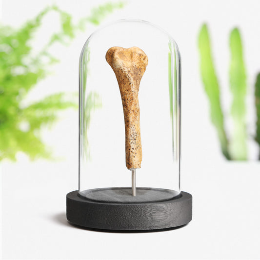 Cave Bear Bone