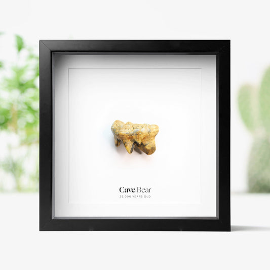 Cave Bear Tooth