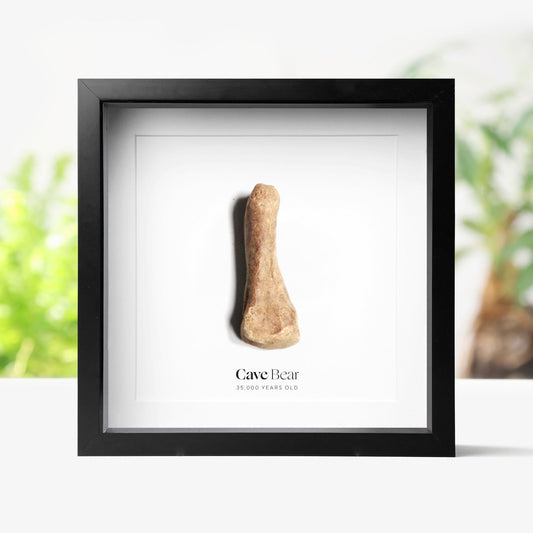 Cave Bear Bone