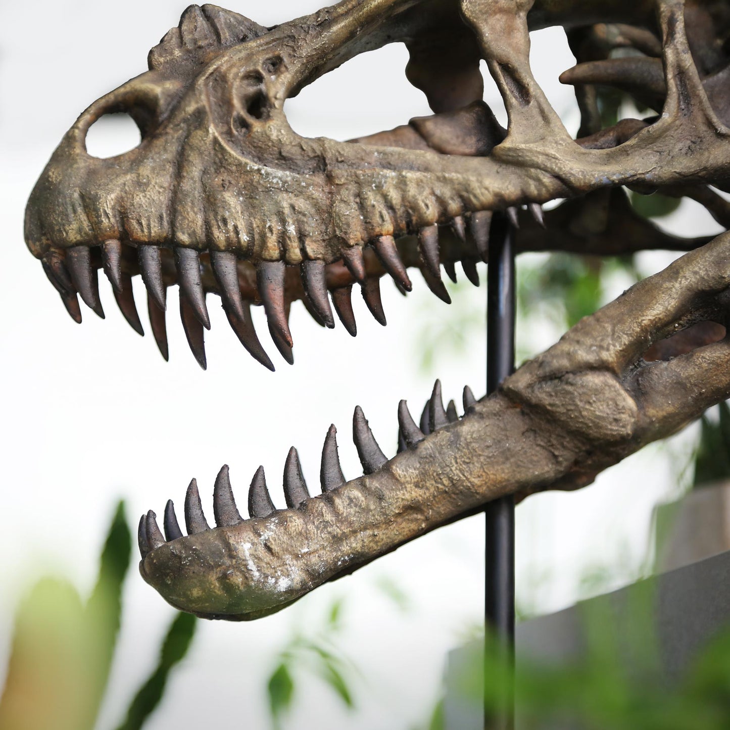 Ceratosaurus